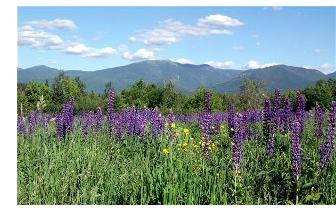 The lupins at Sugar Hill NH are georgeous in the early summer.